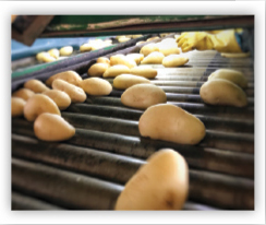 Processing Potatoes