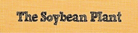 articlebutton-soybeanplant.jpg