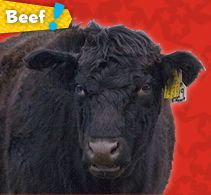 beef-button.k.jpg