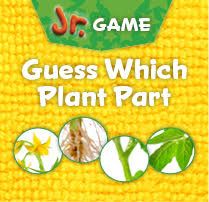 gam-guess-which-plant-part-jr.jpg