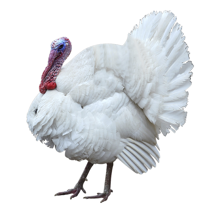 turkey-white-outlined-rgb.k.png